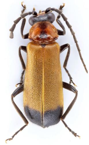Silidius sp.